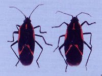 Boxelder Bug 