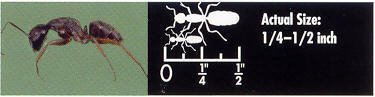 Carpenter Ant 