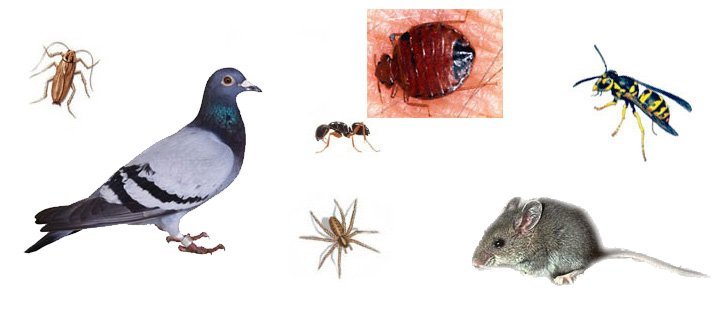 Identify Your Pest