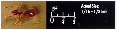 Odorous House Ant 