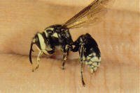 Bald Faced Hornet