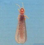 Swarmer