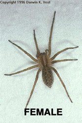 Aggressive House Spider - Female