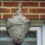 Bald Faced Hornets Nest