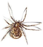 House Spider