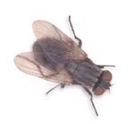 House Fly