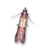 Indian Meal Moth
