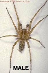 Aggressive House Spider - Male