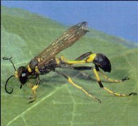 Mud Dauber