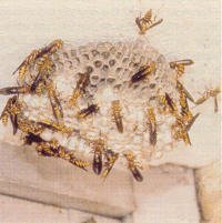 Paper Wasp Nest