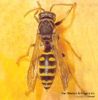 Paper Wasp