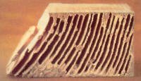Subterranean Termite Damage