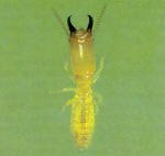 Subterranean Termite Soldier