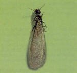 Subterranean Termite Swarmer